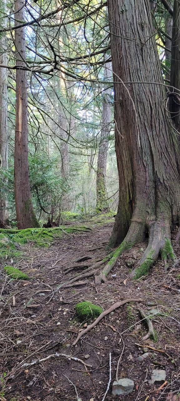 A peaceful forest path on Vancouver Island